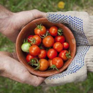 گوجه خشک برای چی استفاده میشه