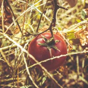 قیمت مناسب عصاره گوجه‌فرنگی الیت در خرید عمده