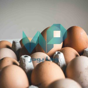 پودر تخم مرغ فله ای