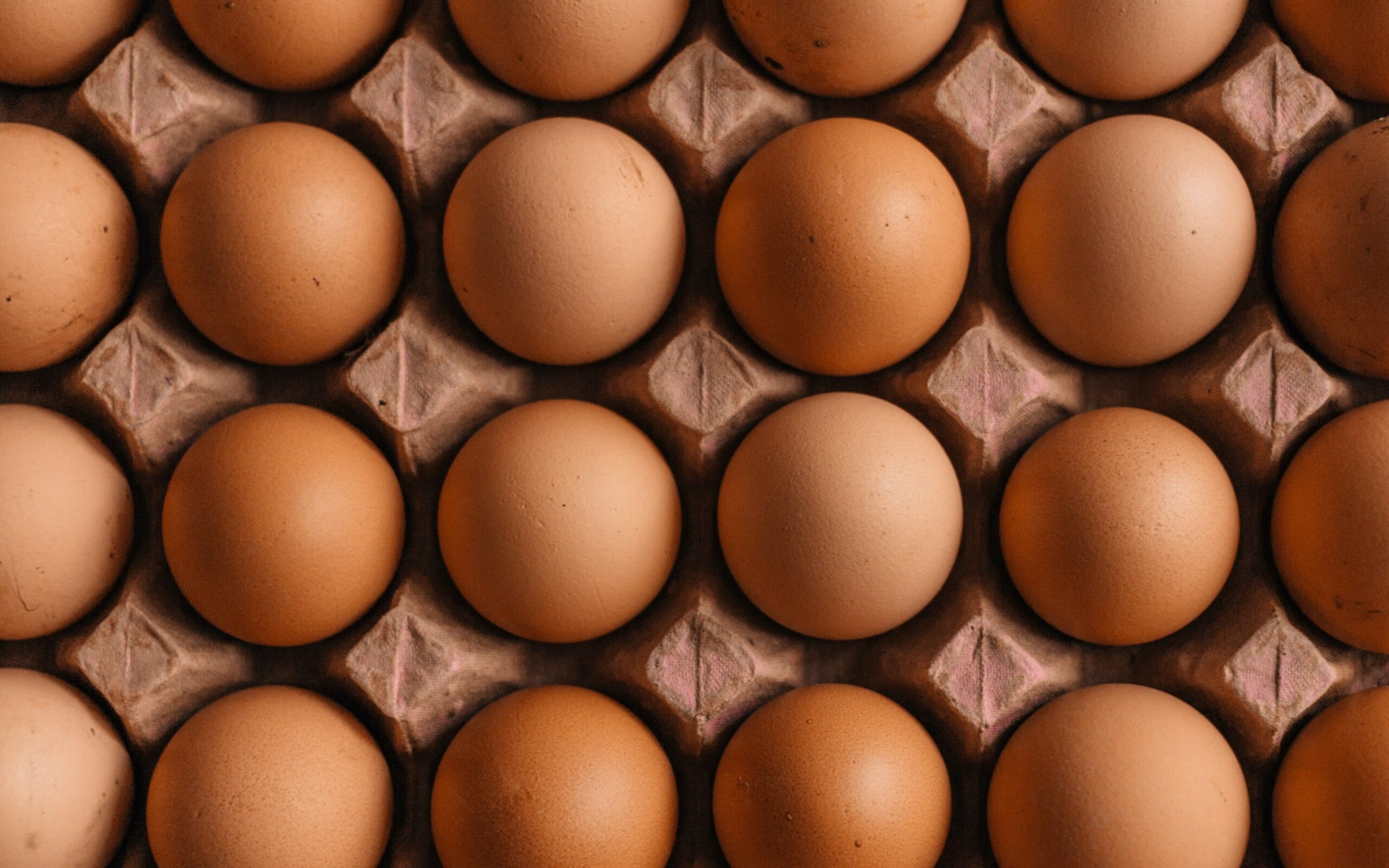 Eggs scaled 1