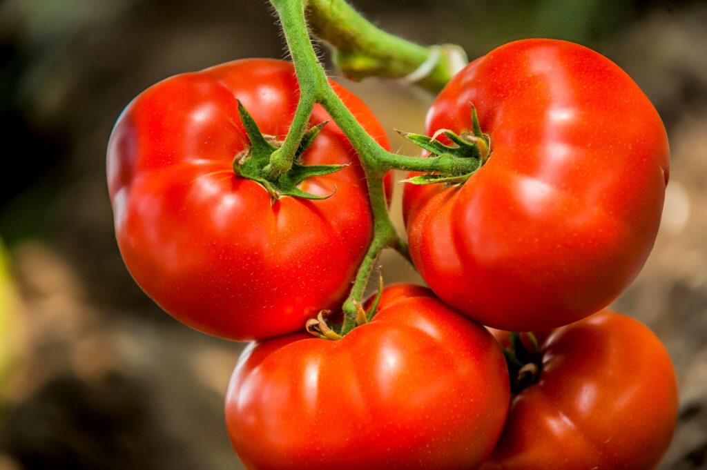 چطور گوجه خشک را بدون از دست دادن طعم نگهداری کنیم؟