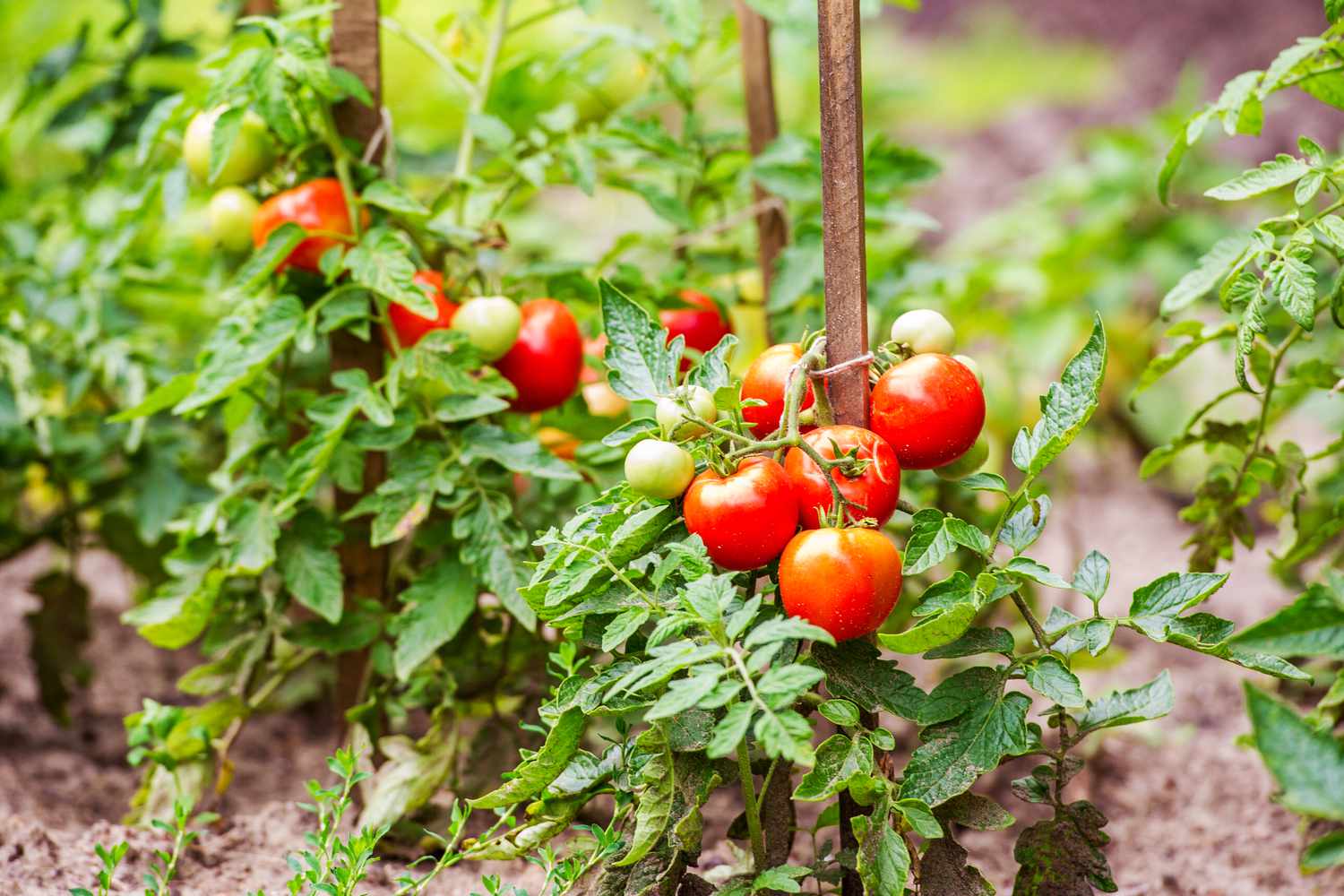how far plant tomato plants in garden getty 0623 2c55eb0c17ce4ac0ad3b18808230ebe2