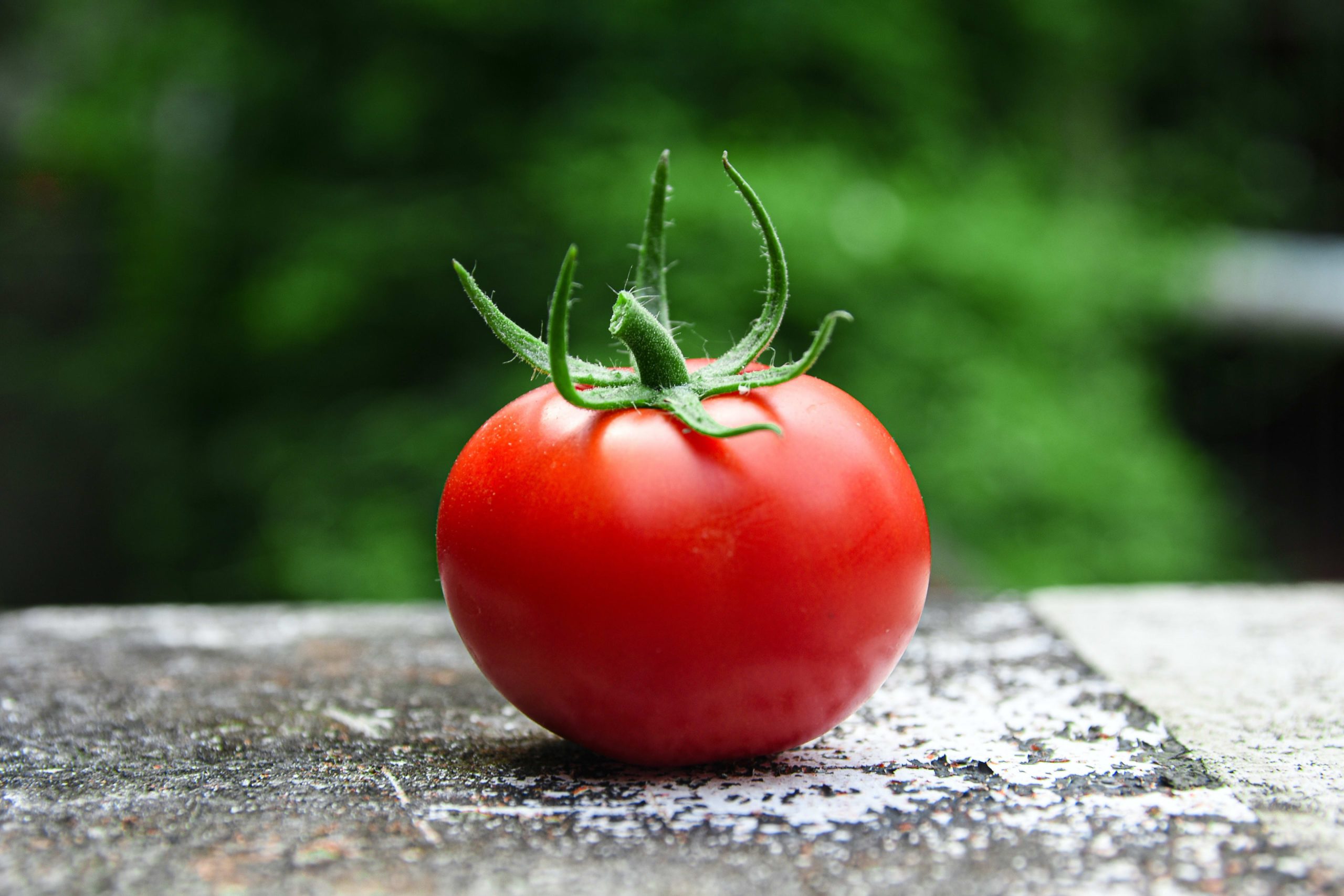 how to get the highest yield and best flavor from tomatoes scaled