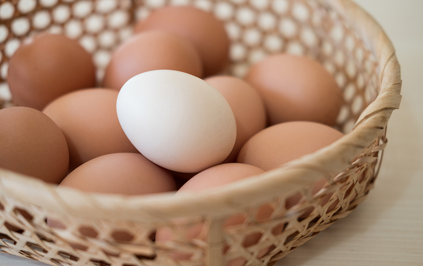 Dashboard 835 Health benefits of eggs 1 24