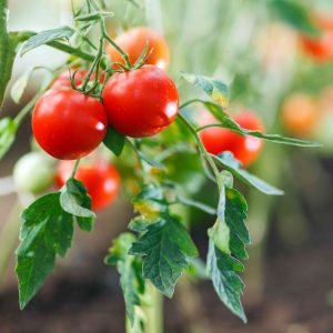 عصاره های ربی