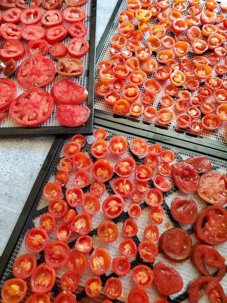 how to make tomato powder dry tomato paste dehydrator trays