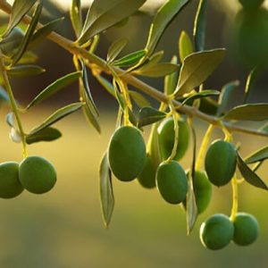 خرید زیتون