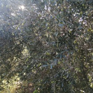 خرید اینترنتی زیتون با هسته