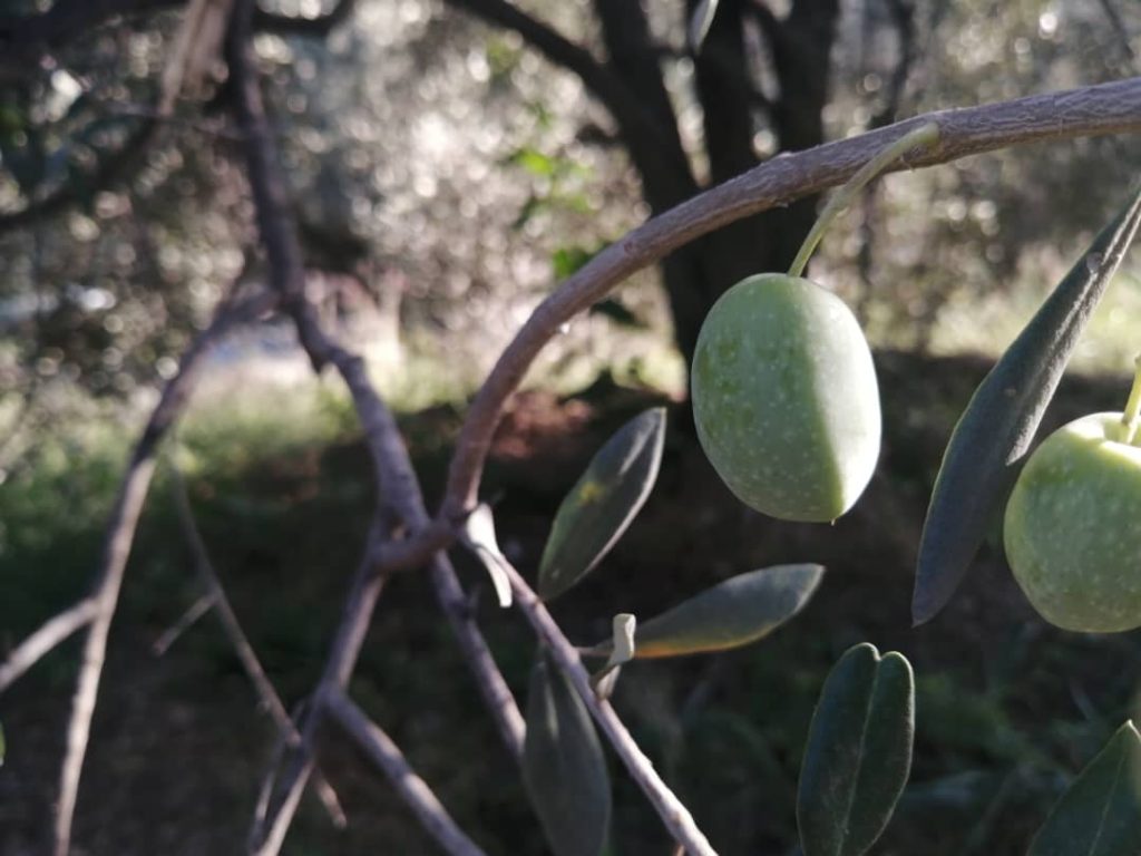 خرید زیتون با هسته