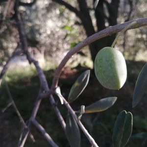 خرید زیتون با هسته